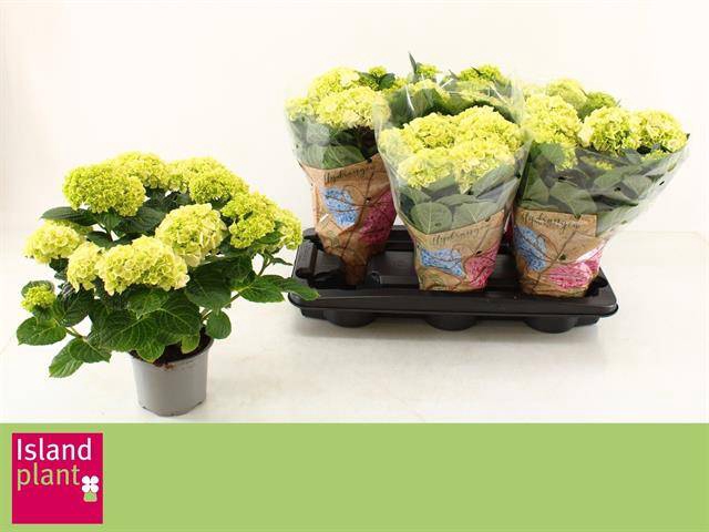 <h4>.Hydrangea macrophylla wudu</h4>