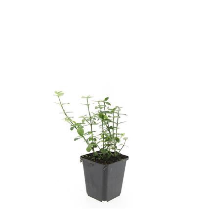 Euonymus fortunei radicans