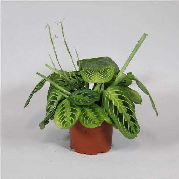 <h4>Maranta leuconeura Fascinator Lemon Lime</h4>