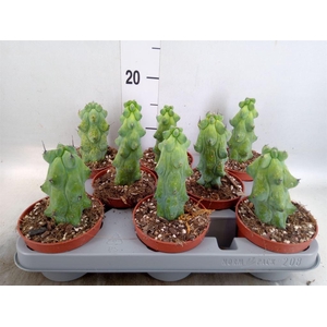 Cereus   ...