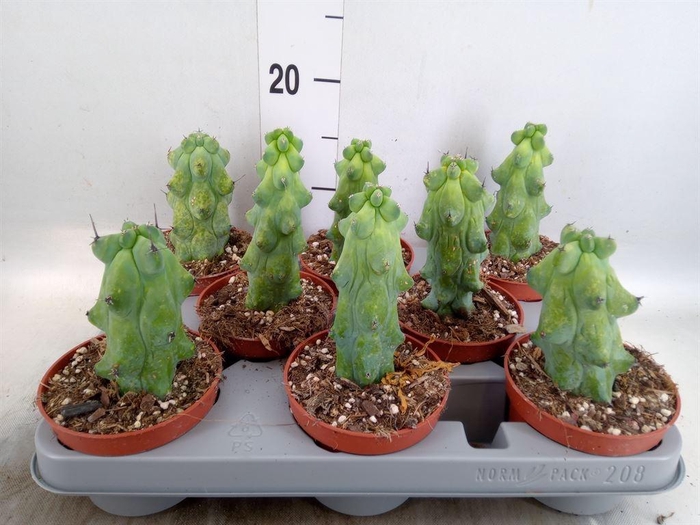 <h4>Cereus   ...</h4>