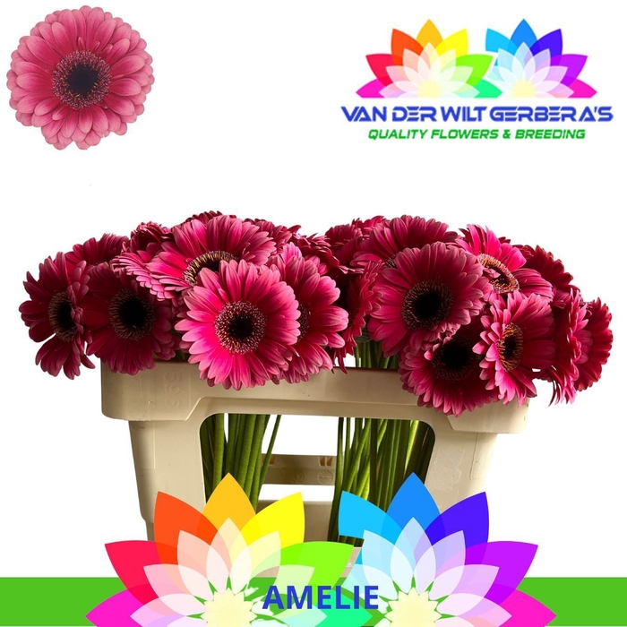 <h4>Germini Amelie</h4>
