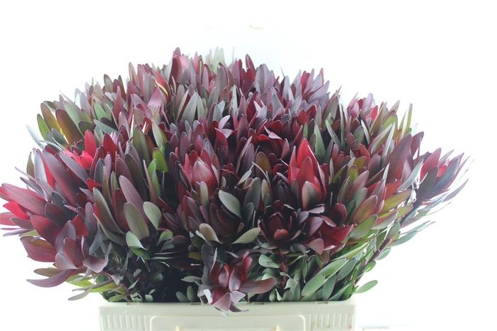 <h4>Leucad Saf Sunset</h4>