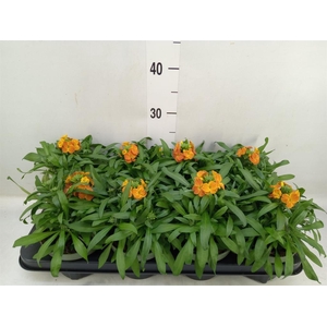 Erysimum  'Leya Orange Glow'