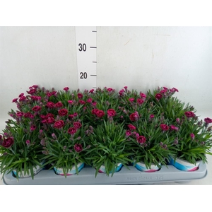 Dianthus  'Viva Magenta'