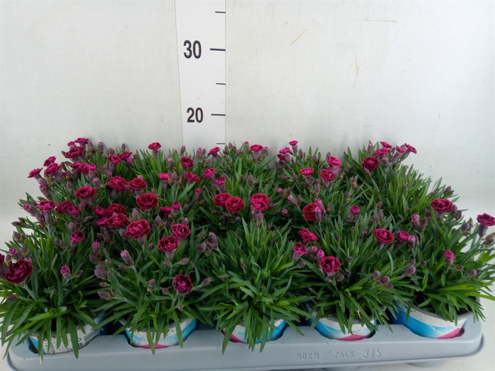 <h4>Dianthus  'Viva Magenta'</h4>