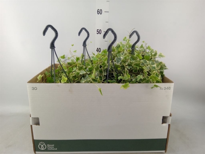 <h4>Hedera helix 'White Wonder'</h4>