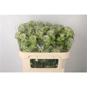 Campanula M Evergreen Blue