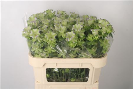 <h4>Campanula M Evergreen Blue</h4>