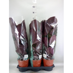 Calathea warscewiczii