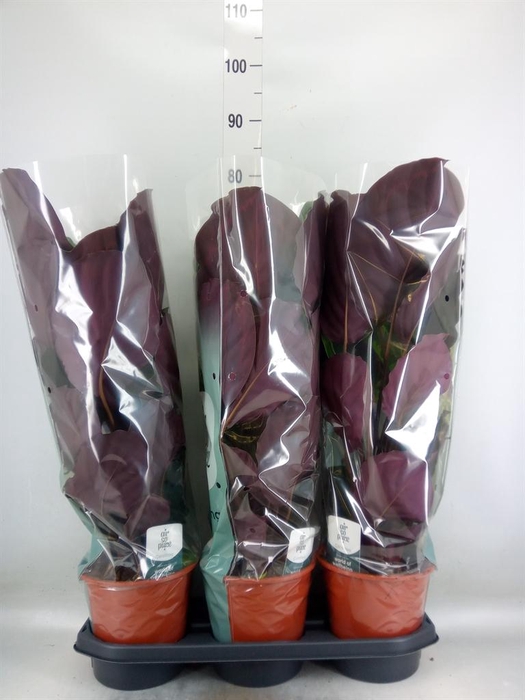 <h4>Calathea warscewiczii</h4>