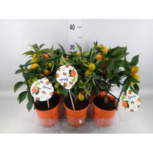 Fortunella margarita