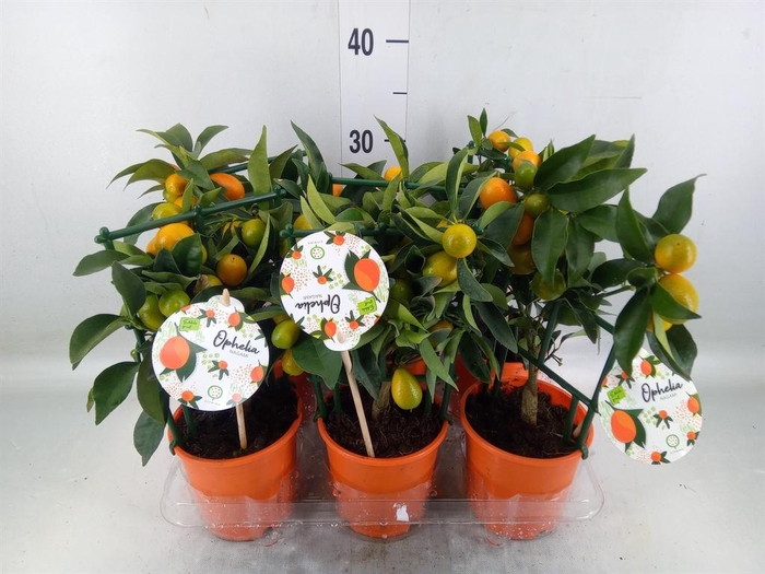 <h4>Fortunella margarita</h4>