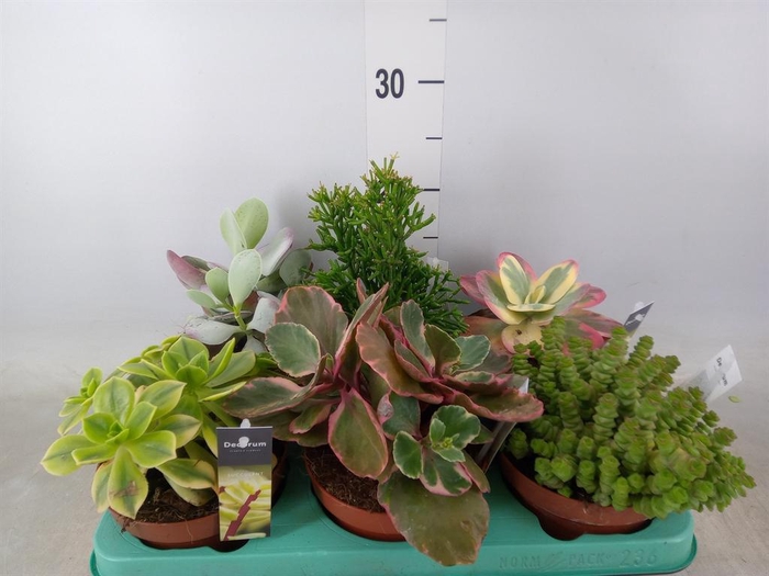 <h4>Succulents   ...</h4>