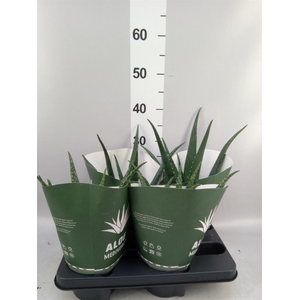 Aloe   ...mix