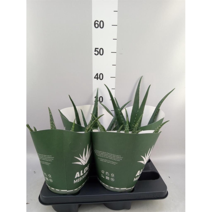 <h4>Aloe   ...mix</h4>