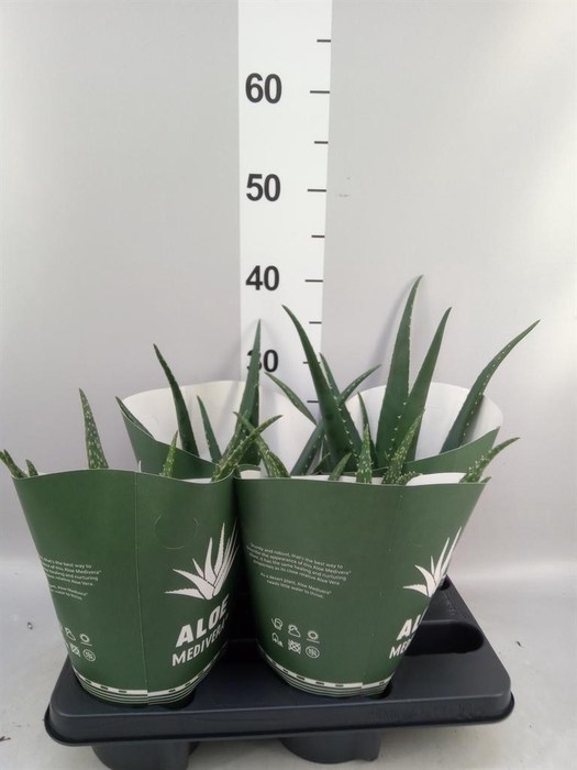 <h4>Aloe   ...mix</h4>