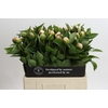 Paeonia Vanguard