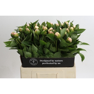 Paeonia Vanguard