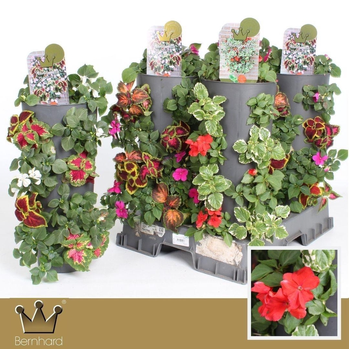 <h4>Plantmix Wanderella - Mixcc</h4>