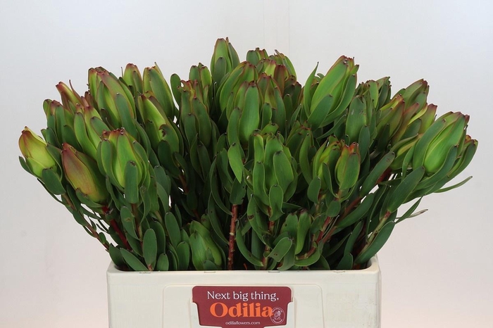 <h4>LEUCAD LAUREL YELLOW</h4>