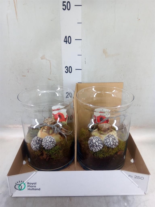 <h4>Arr. Tuinplanten L%</h4>