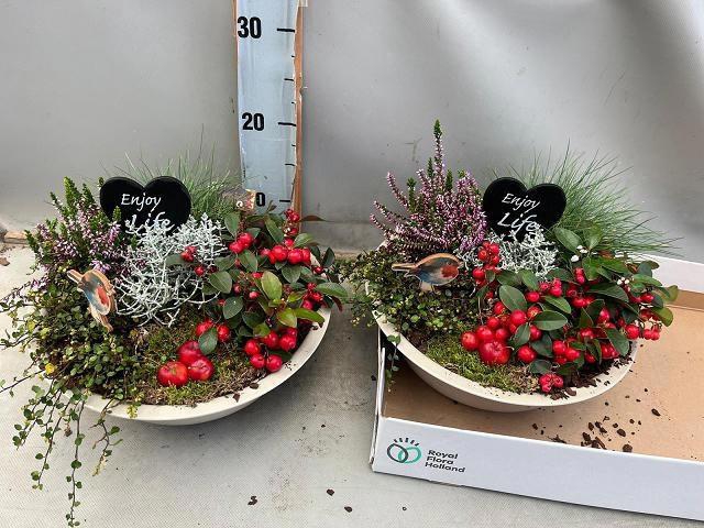 <h4>ARR TUINPLANTEN</h4>