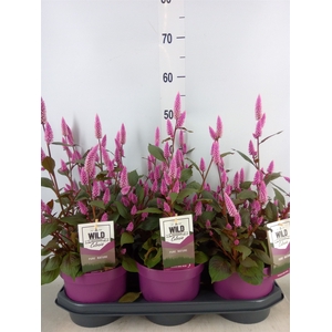 Celosia spic. 'Wild Pink'