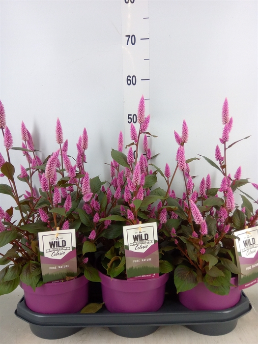 <h4>Celosia spic. 'Wild Pink'</h4>