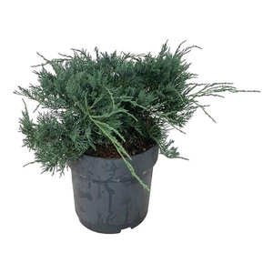 Juniperus virg. 'Grey Owl'