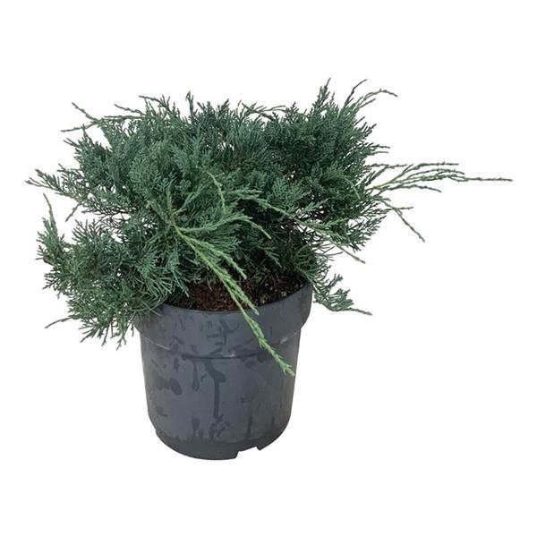 <h4>Juniperus virg. 'Grey Owl'</h4>