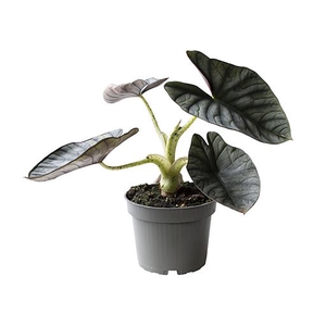 Alocasia Silver Nebula 12Ø 25cm