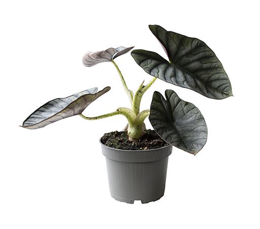 Alocasia Silver Nebula 12Ø 25cm