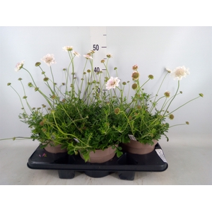 Scabiosa japonica