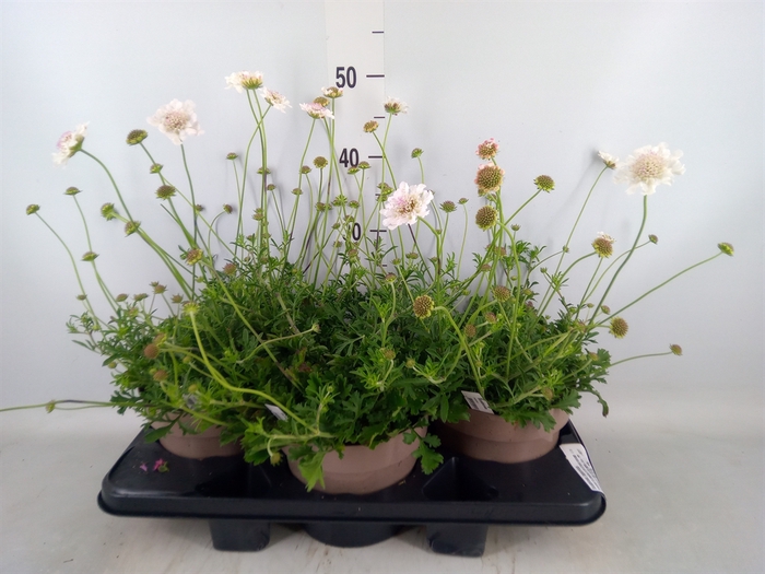 <h4>Scabiosa japonica</h4>