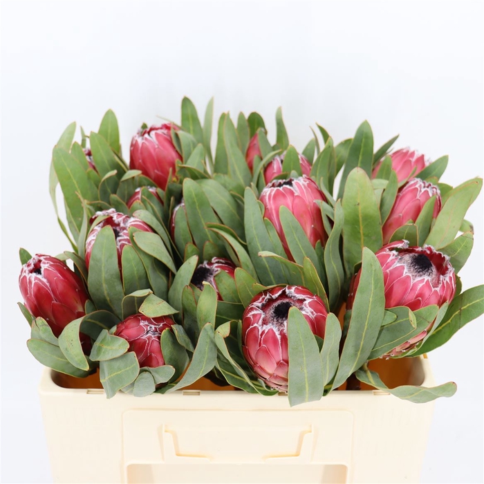 <h4>Protea Sheila</h4>