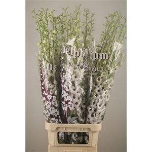 Delph El Dewi Rocket