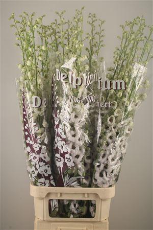 <h4>Delph El Dewi Rocket</h4>