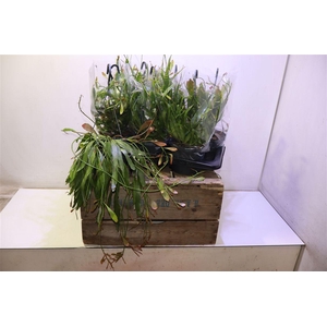 Pseudorhips Ramulosa