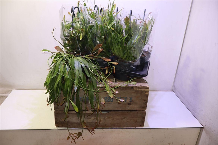 <h4>Pseudorhips Ramulosa</h4>