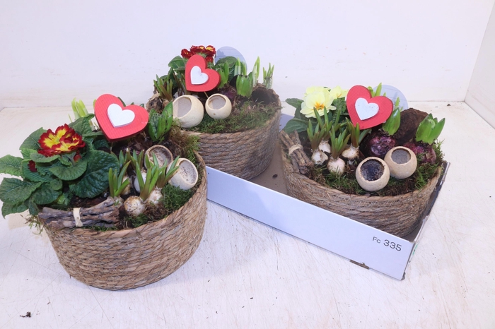 <h4>ARR TUINPLANTEN</h4>