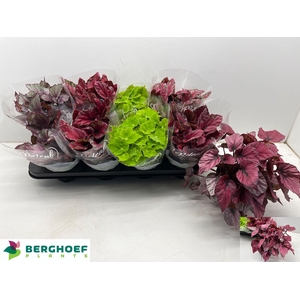 BEG BEL GEM