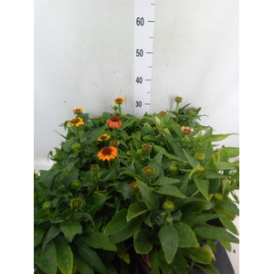 Echinacea  'Sombrero'   ...mix