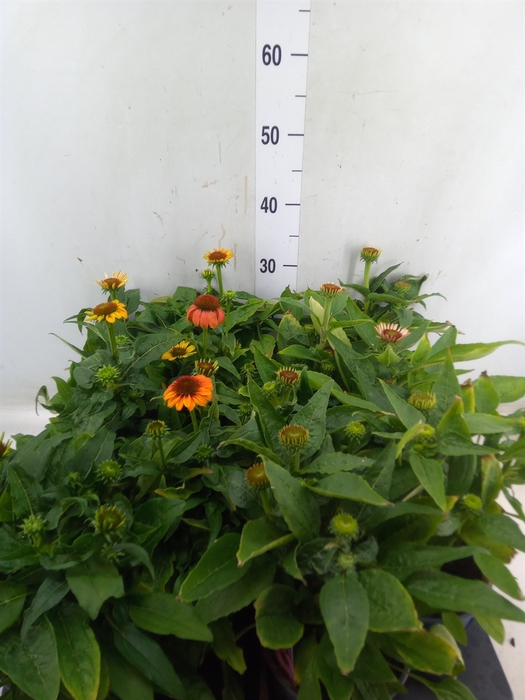 <h4>Echinacea  'Sombrero'   ...mix</h4>