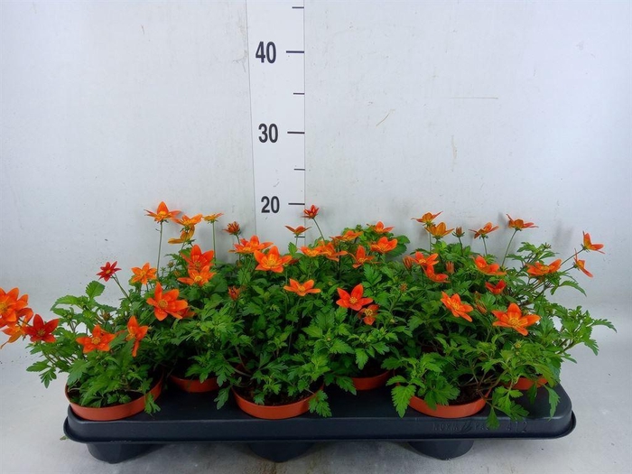 <h4>Bidens   ...</h4>