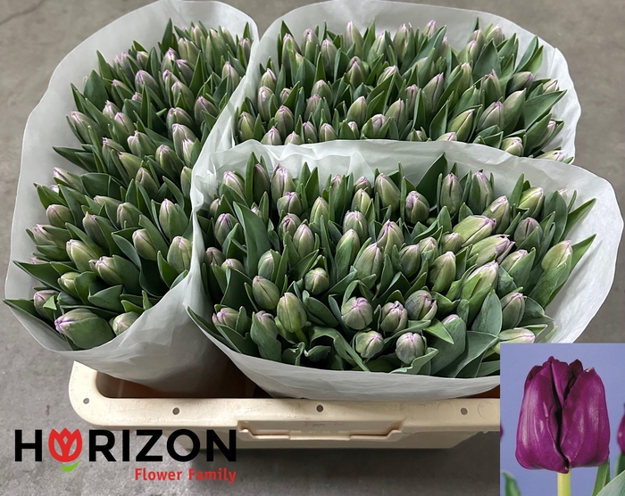 <h4>TU EN SAIGON</h4>