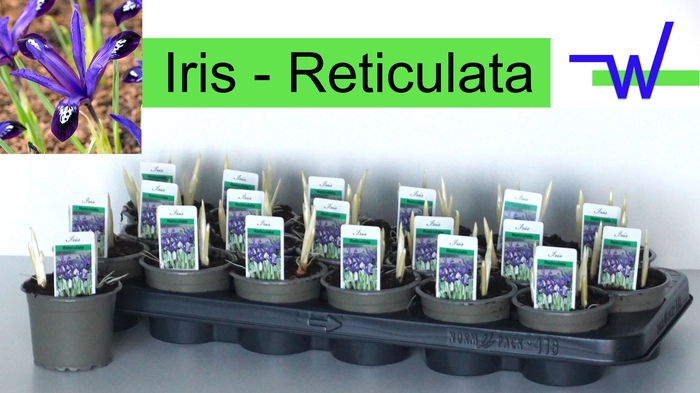 <h4>IRIS RET HARMONY</h4>