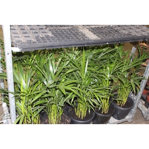 ARECA BAMBU P24