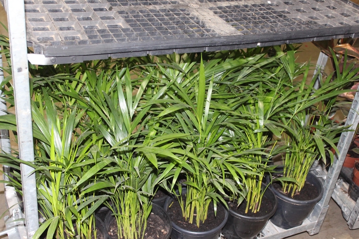 <h4>ARECA BAMBU P24</h4>