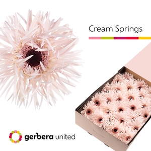 Gerbera Spider Cream Springs Doos